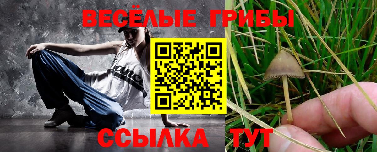 Псилоцибиновые грибы мицелий Кингисепп